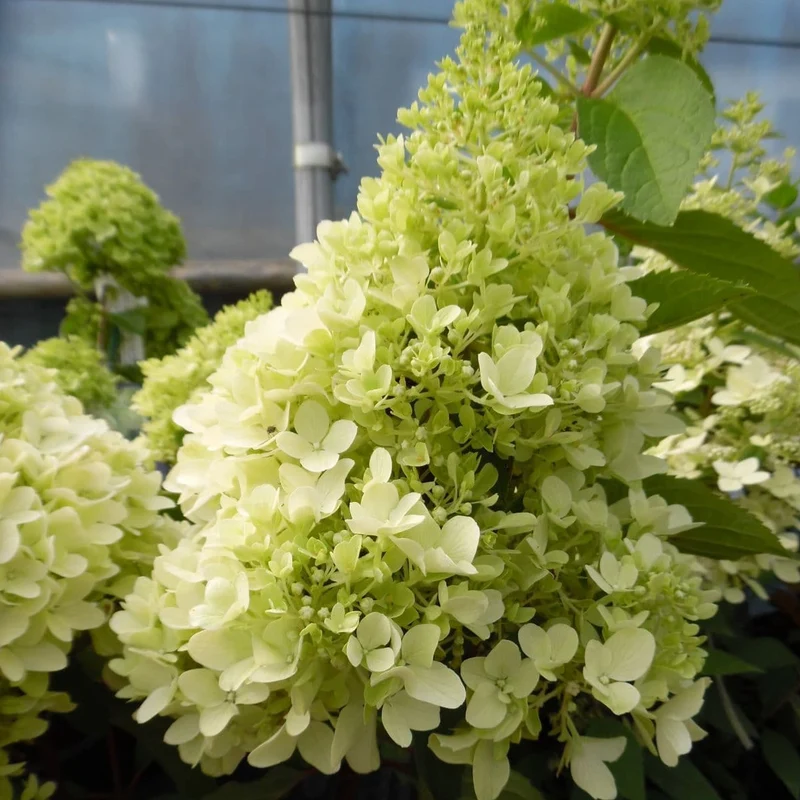 Hortensie 'Little Fresco'