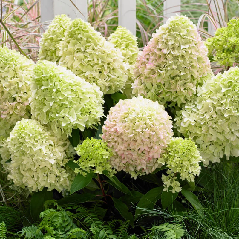 Hortensie 'Little Fresco'