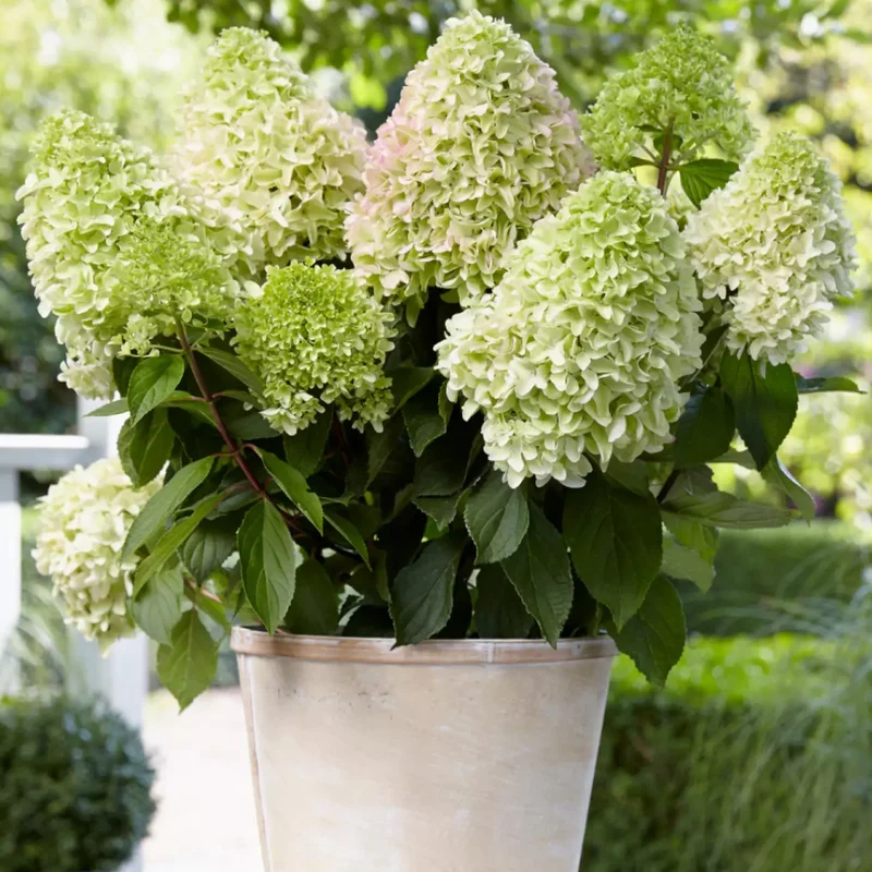 Hortensie 'Little Fresco'