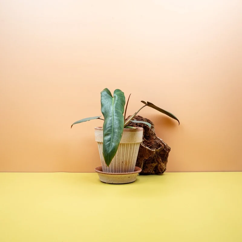PHILODENDRON ATABAPOENSE