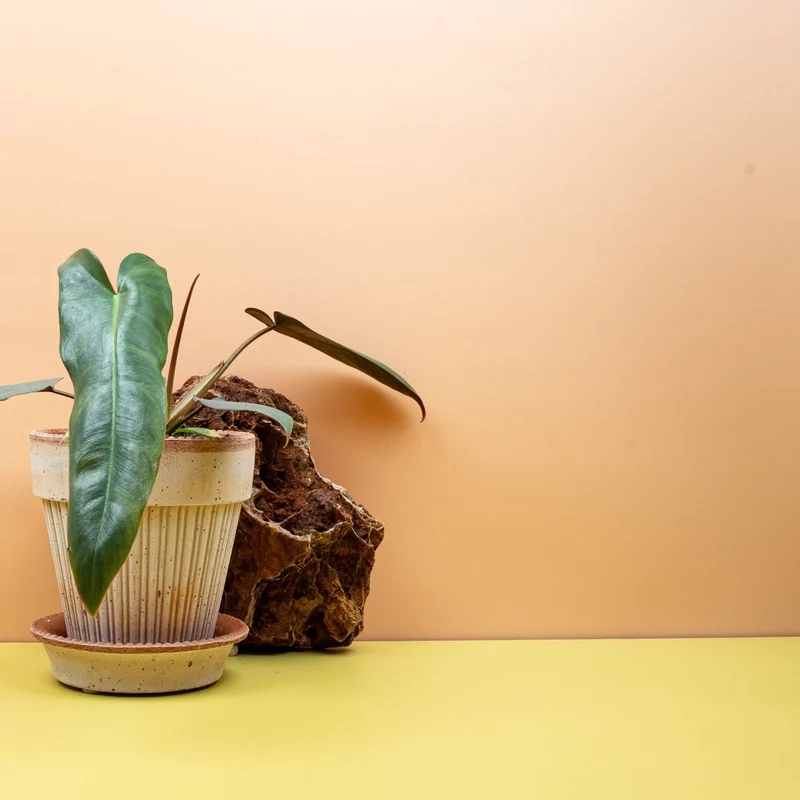 PHILODENDRON ATABAPOENSE