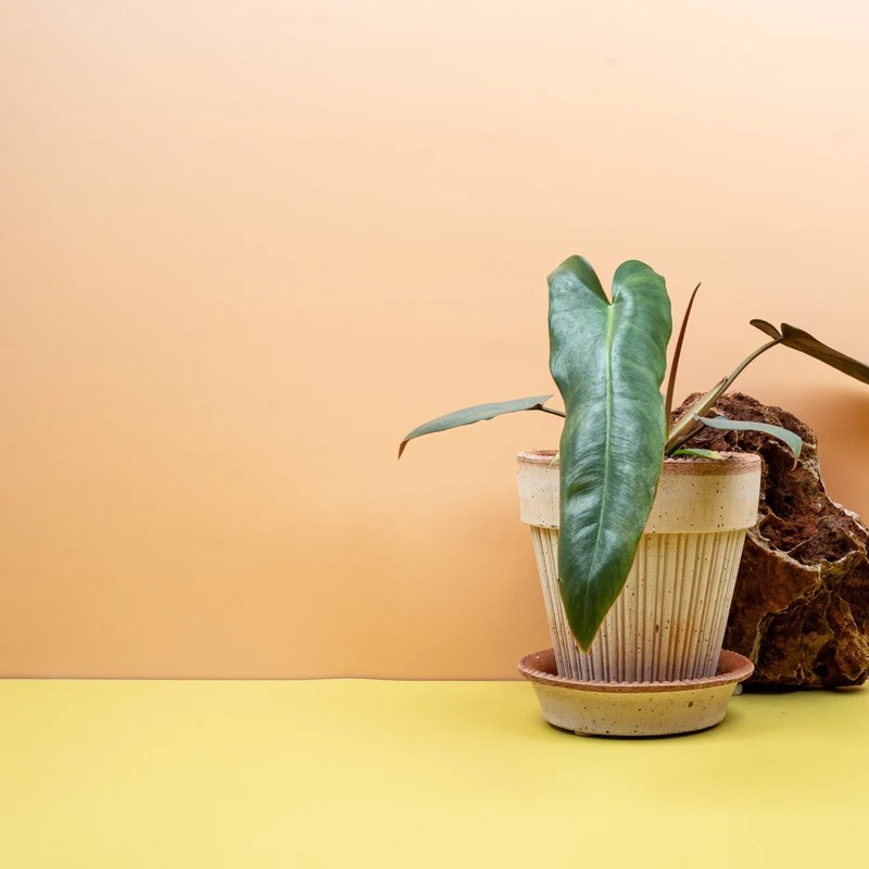 PHILODENDRON ATABAPOENSE