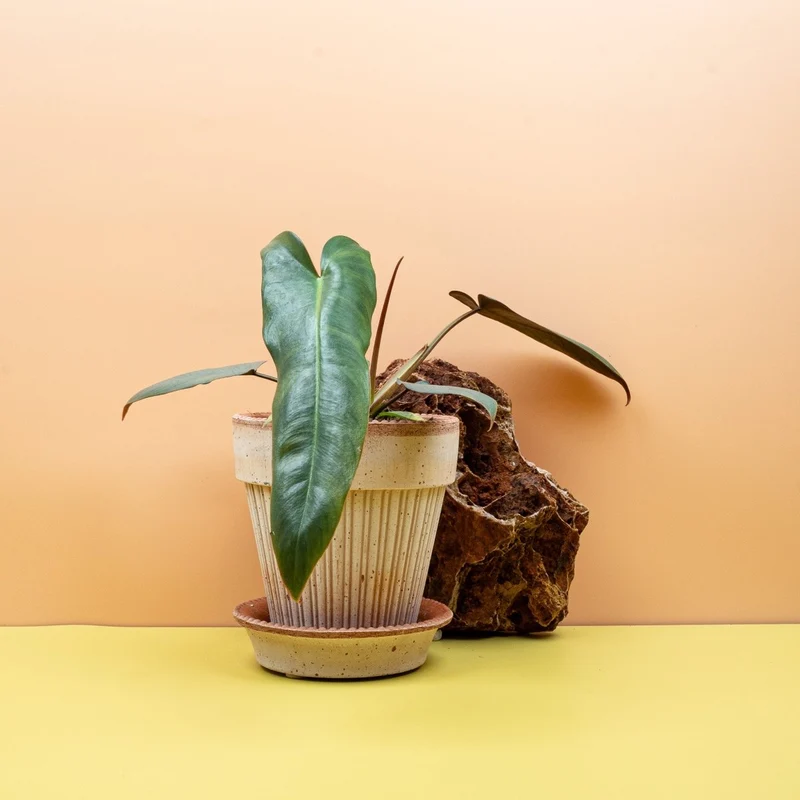 PHILODENDRON ATABAPOENSE