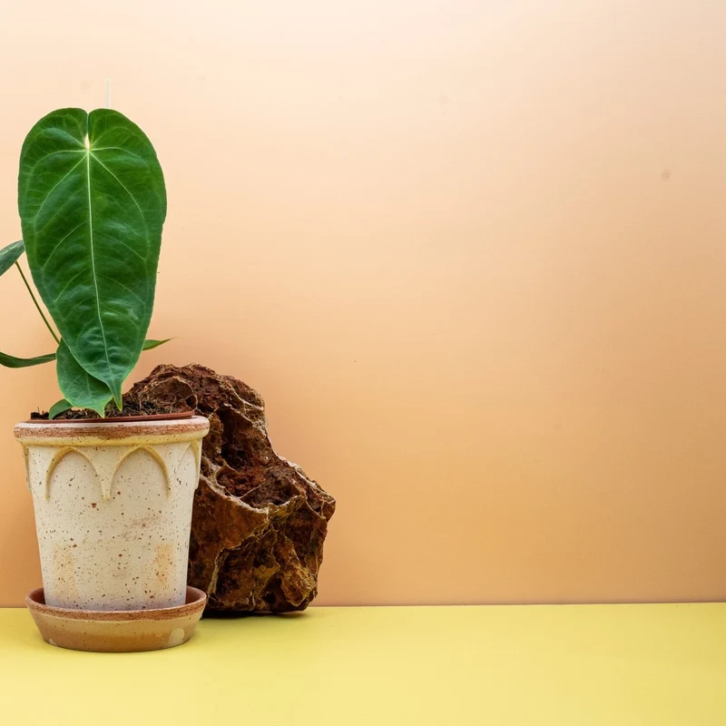 ANTHURIUM QUEREMALENSE