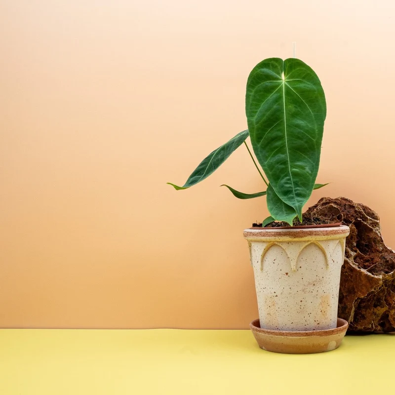 ANTHURIUM QUEREMALENSE