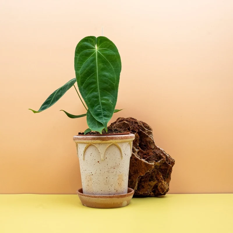 ANTHURIUM QUEREMALENSE