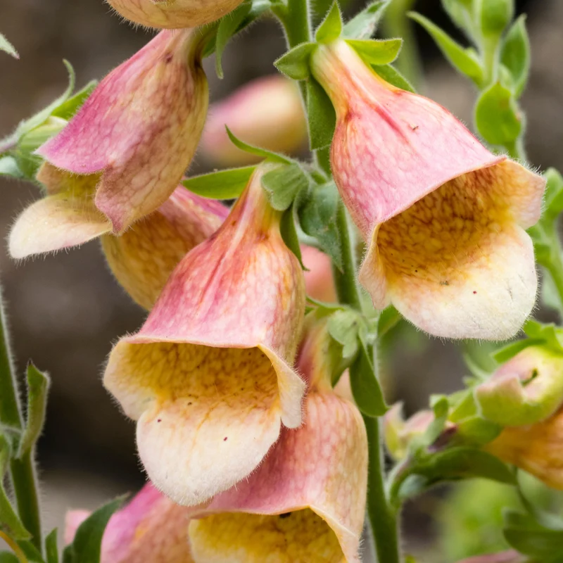 Fingerhut 'Goldcrest'