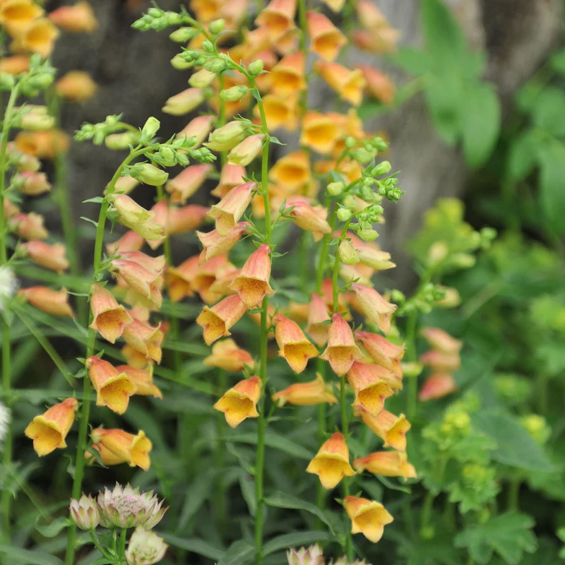 Fingerhut 'Goldcrest'