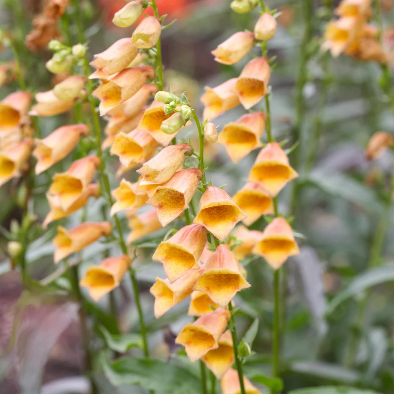 Fingerhut 'Goldcrest'