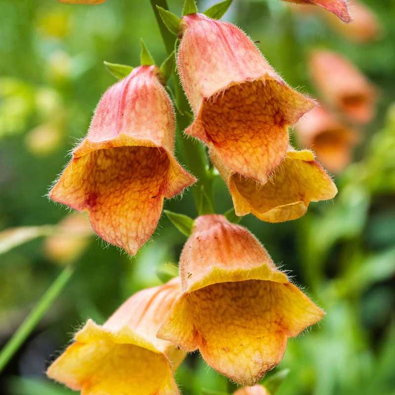 Fingerhut 'Goldcrest'