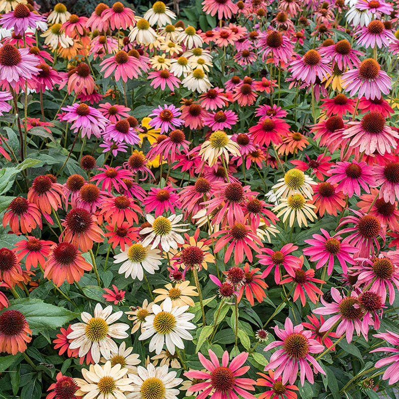 Sonnenhut 'Sombrero' Garten-Mix