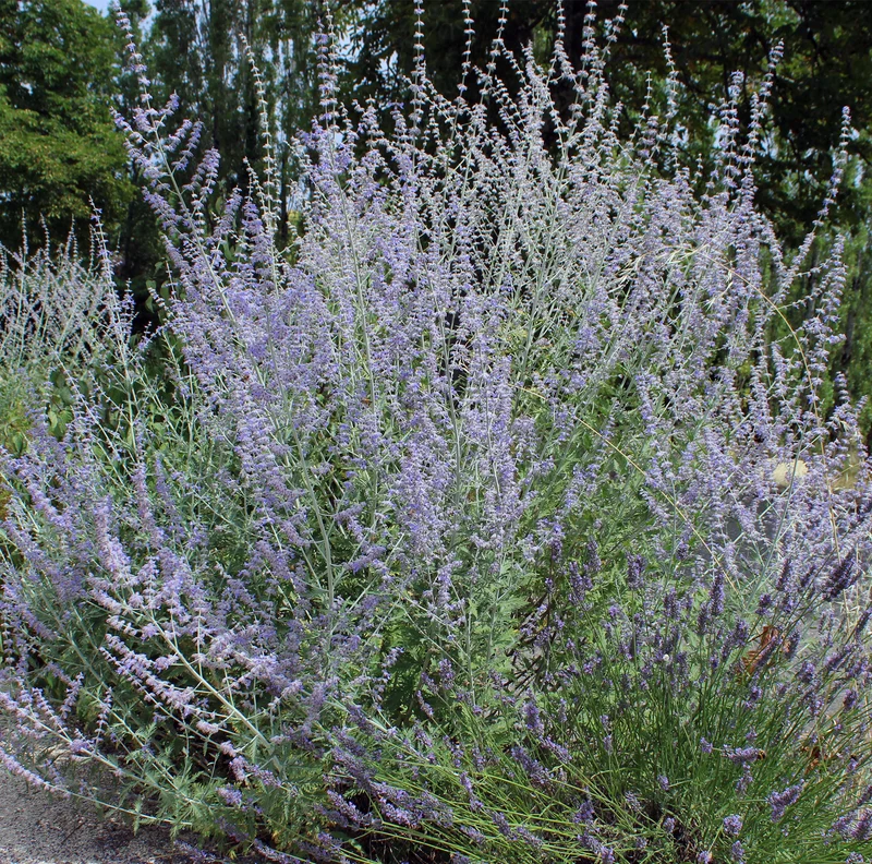 Blauraute 'Bluesette'