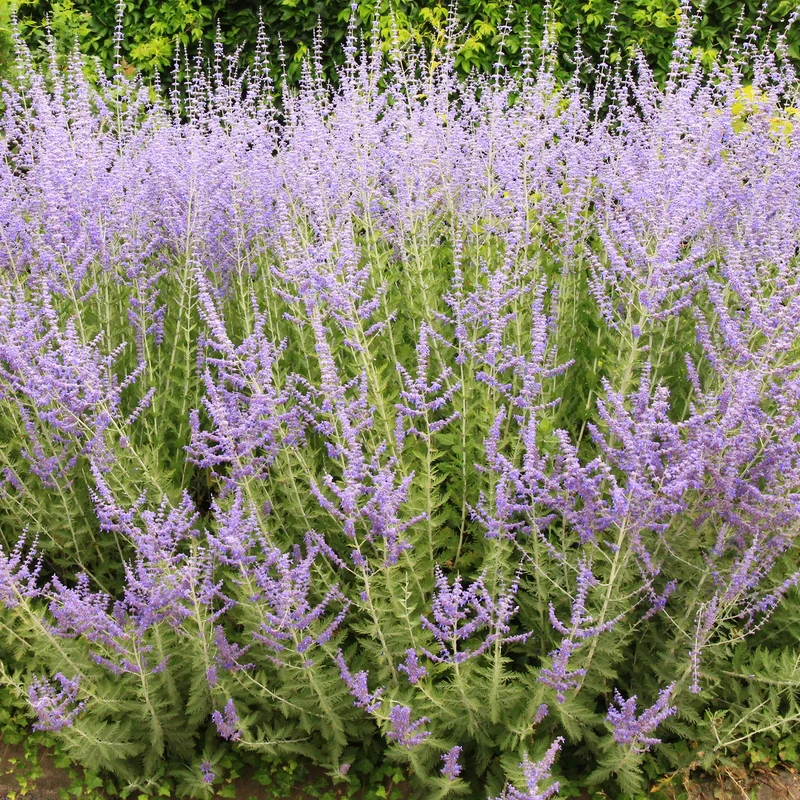 Blauraute 'Bluesette'