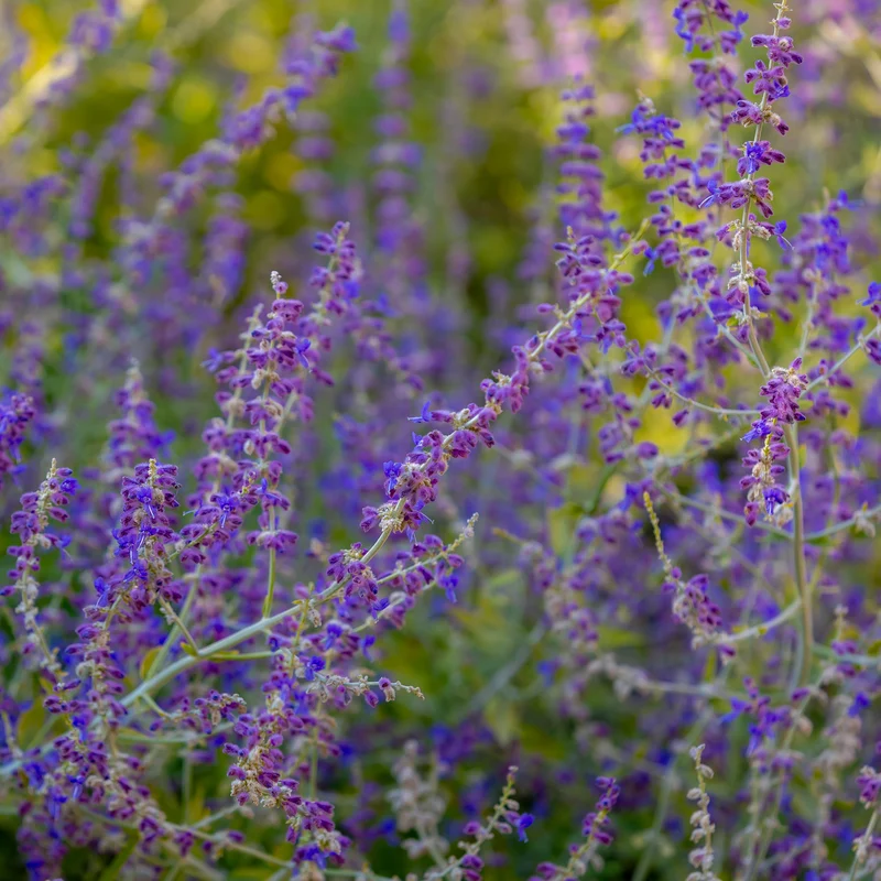 Blauraute 'Bluesette'