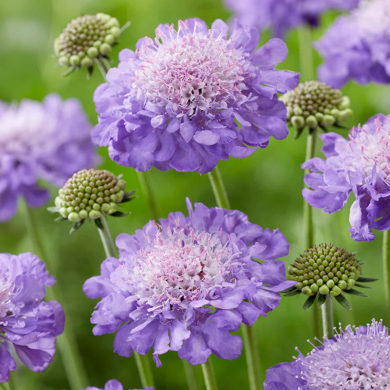 Skabiose 'Mariposa Blue'