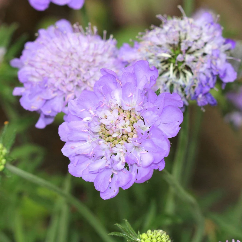 Skabiose 'Mariposa Blue'
