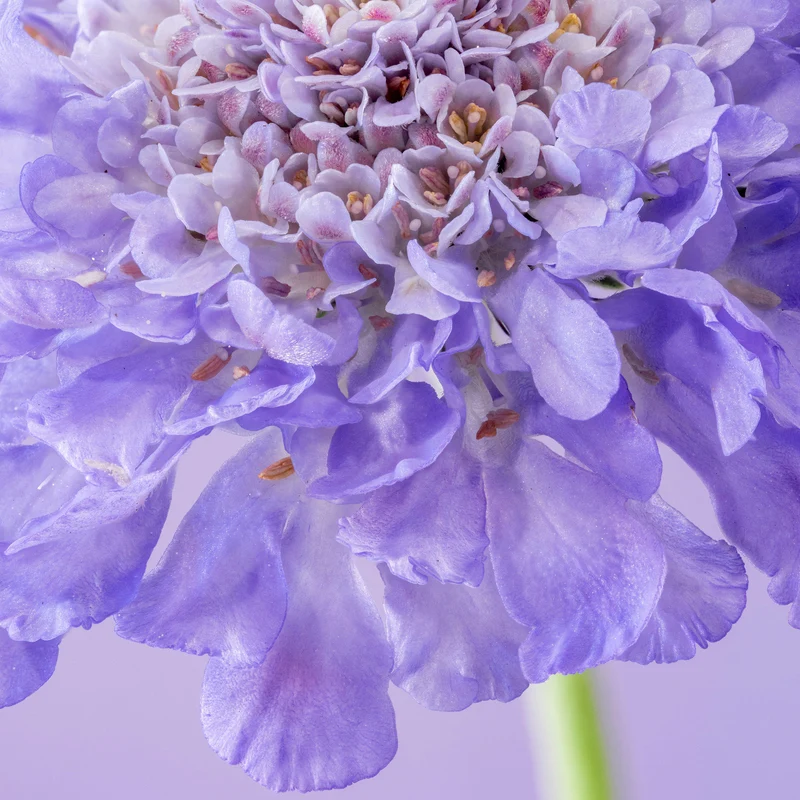 Skabiose 'Mariposa Blue'