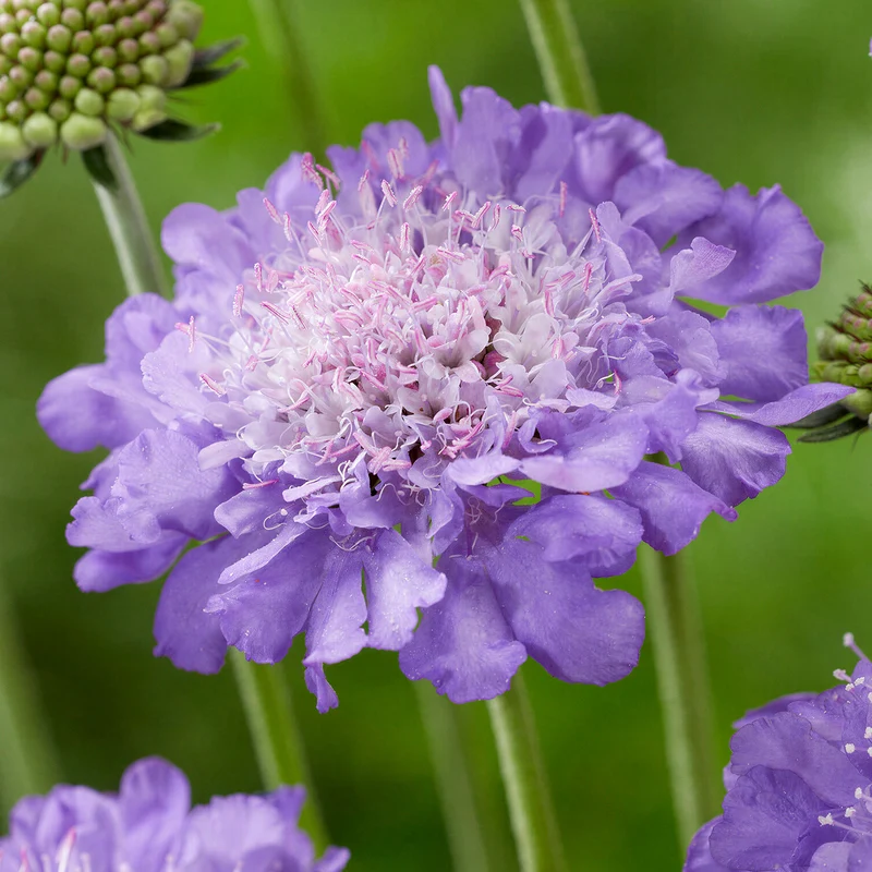 Skabiose 'Mariposa Blue'