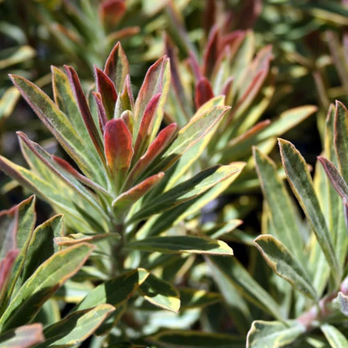 Wolfsmilch 'Ascot Rainbow'