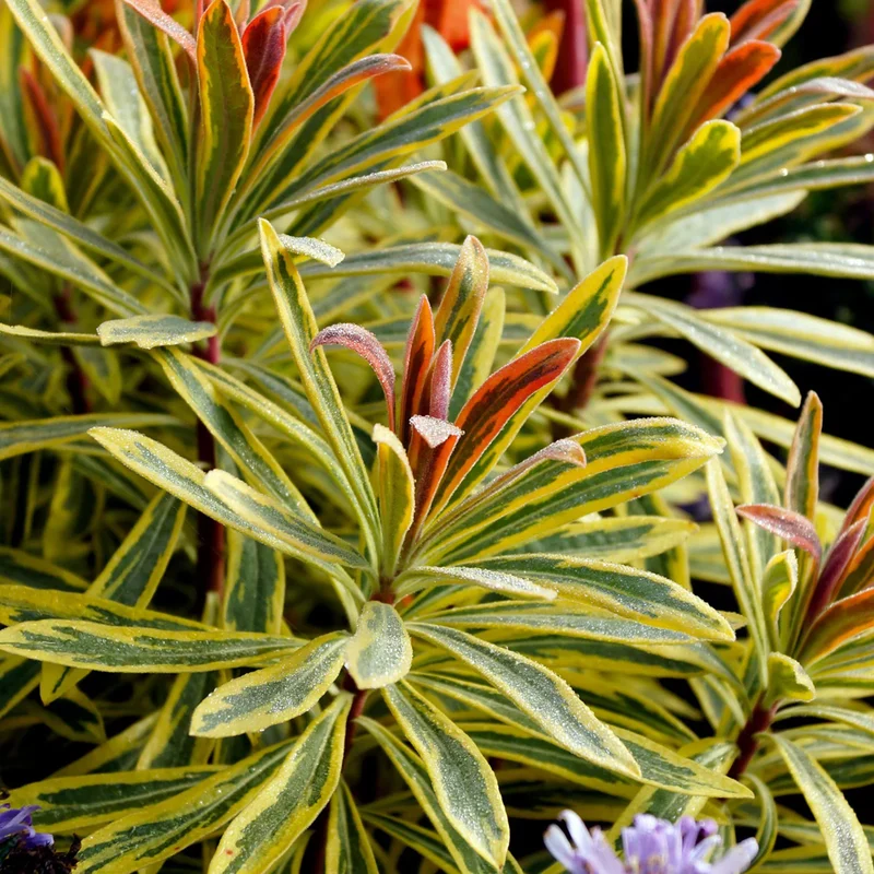 Wolfsmilch 'Ascot Rainbow'