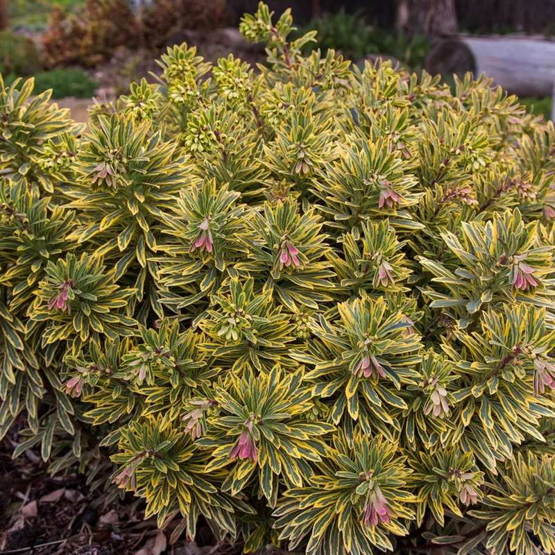 Wolfsmilch 'Ascot Rainbow'