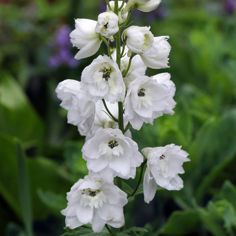 Rittersporn 'Pure White'
