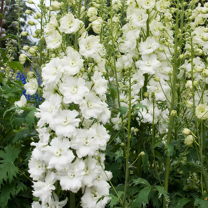Rittersporn 'Pure White'