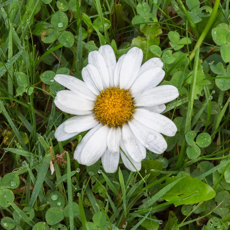 Margerite 'Madonna'