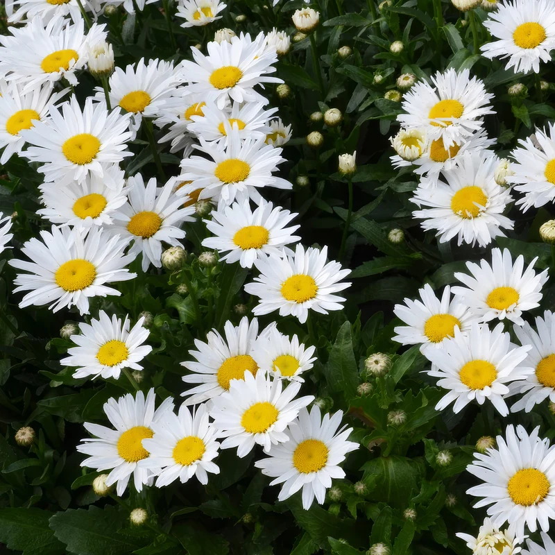Margerite 'Madonna'