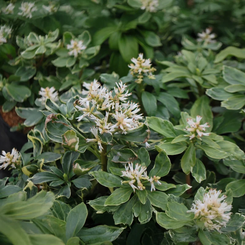Dickmännchen 'Variegata'