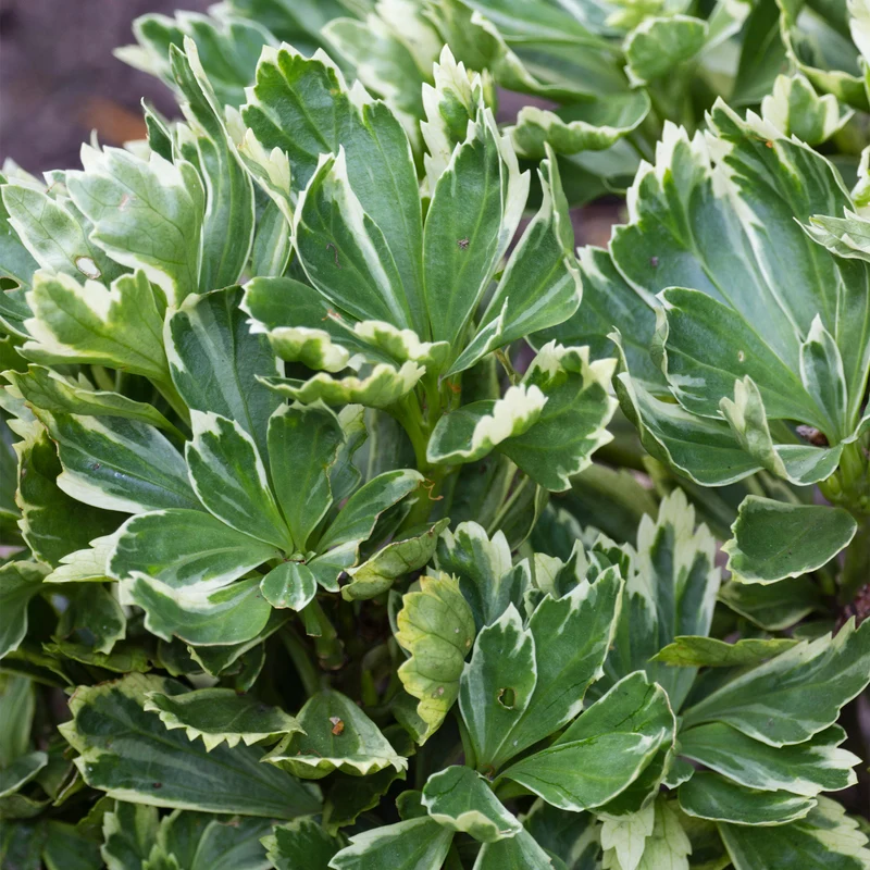 Dickmännchen 'Variegata'