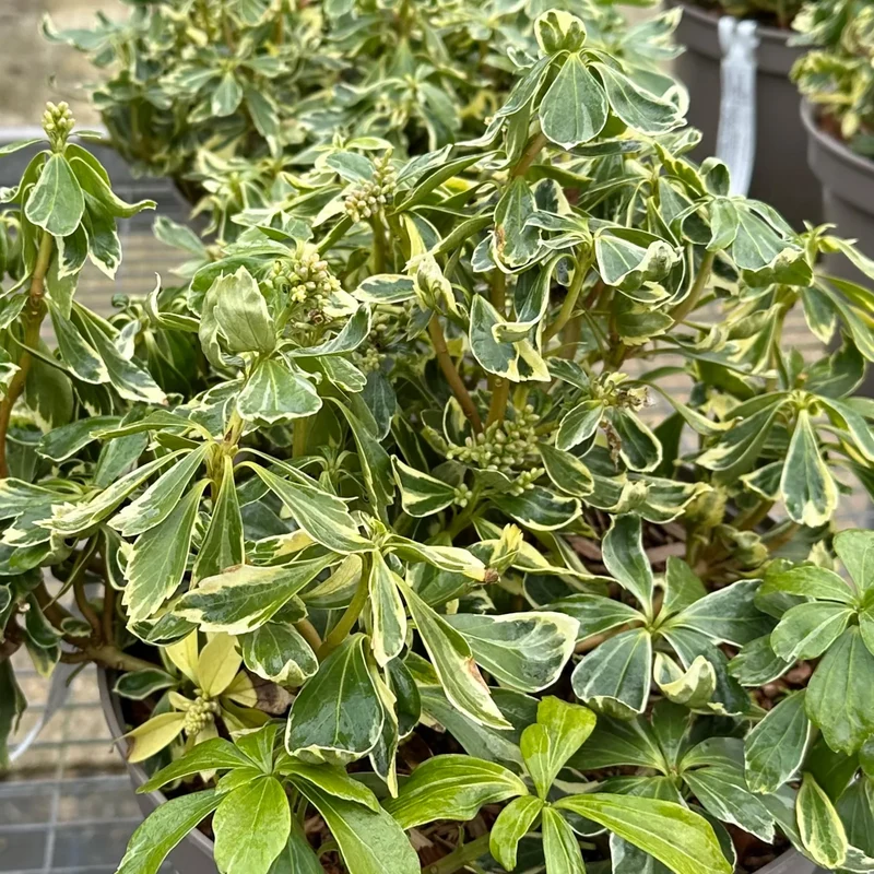 Dickmännchen 'Variegata'