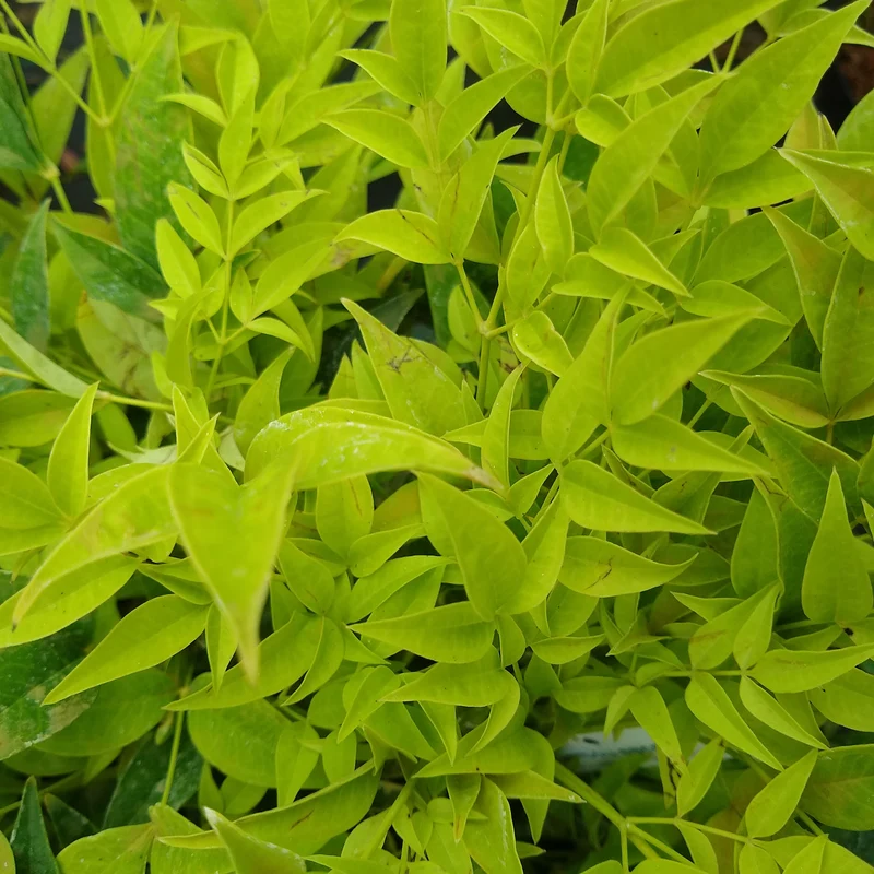 Himmelsbambus 'Lemon and Lime'