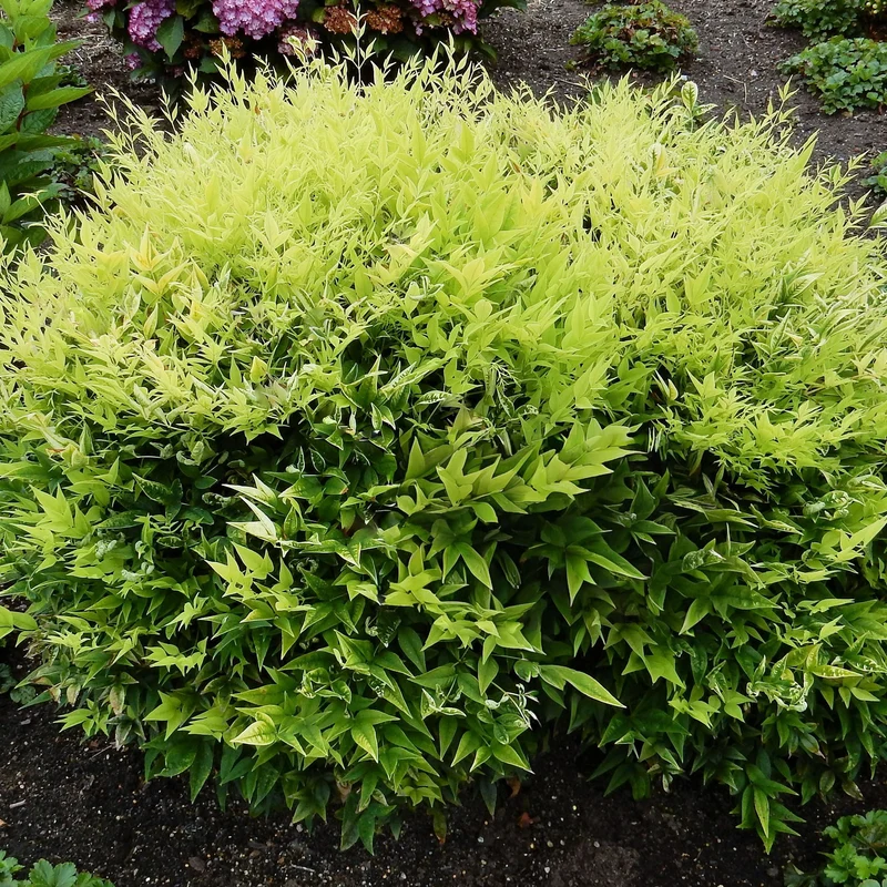 Himmelsbambus 'Lemon and Lime'