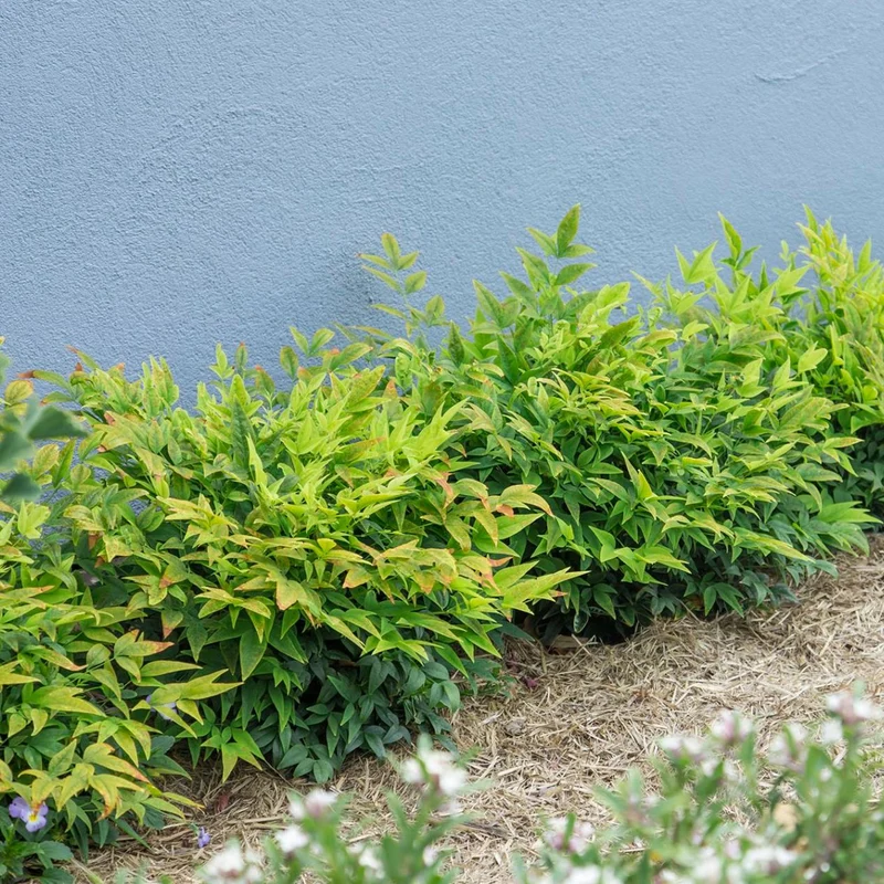 Himmelsbambus 'Lemon and Lime'