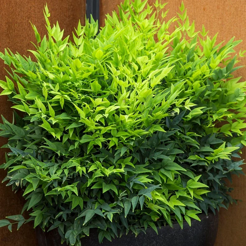 Himmelsbambus 'Lemon and Lime'