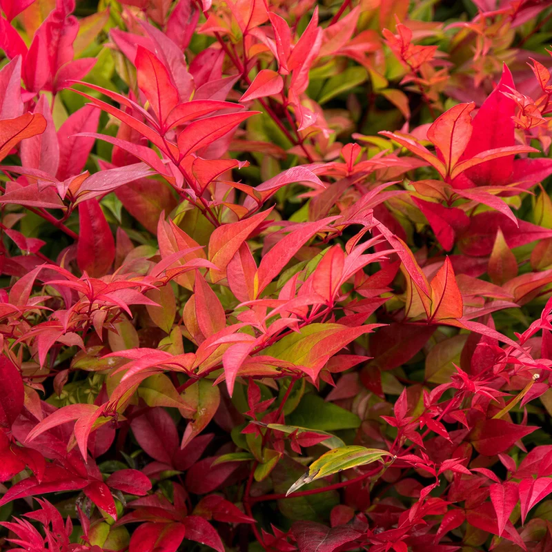 Himmelsbambus 'Gulf Stream'