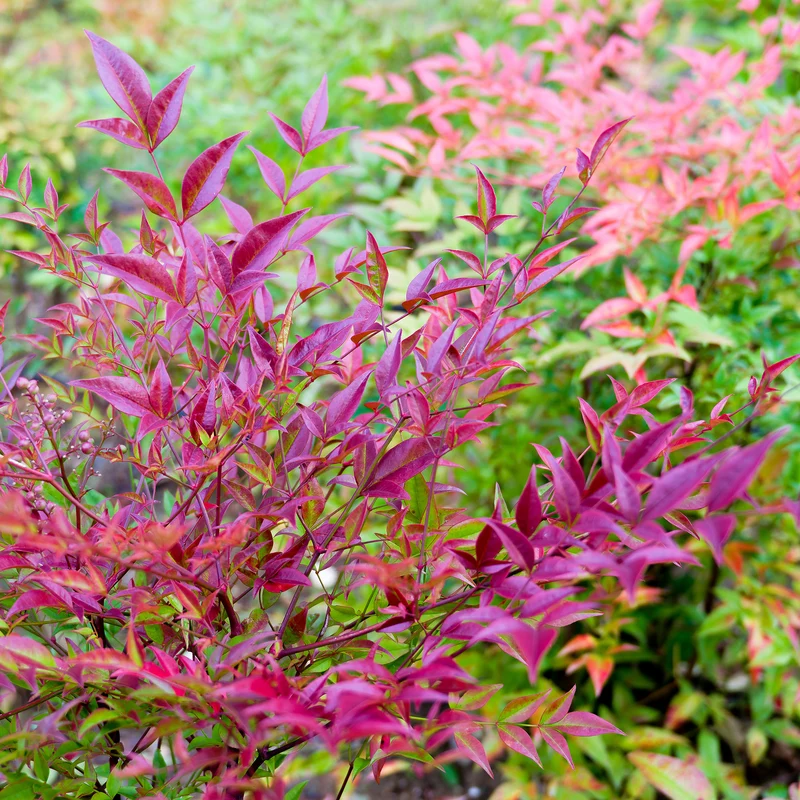 Himmelsbambus 'Gulf Stream'
