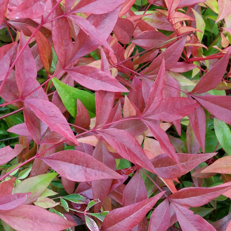 Himmelsbambus 'Gulf Stream'