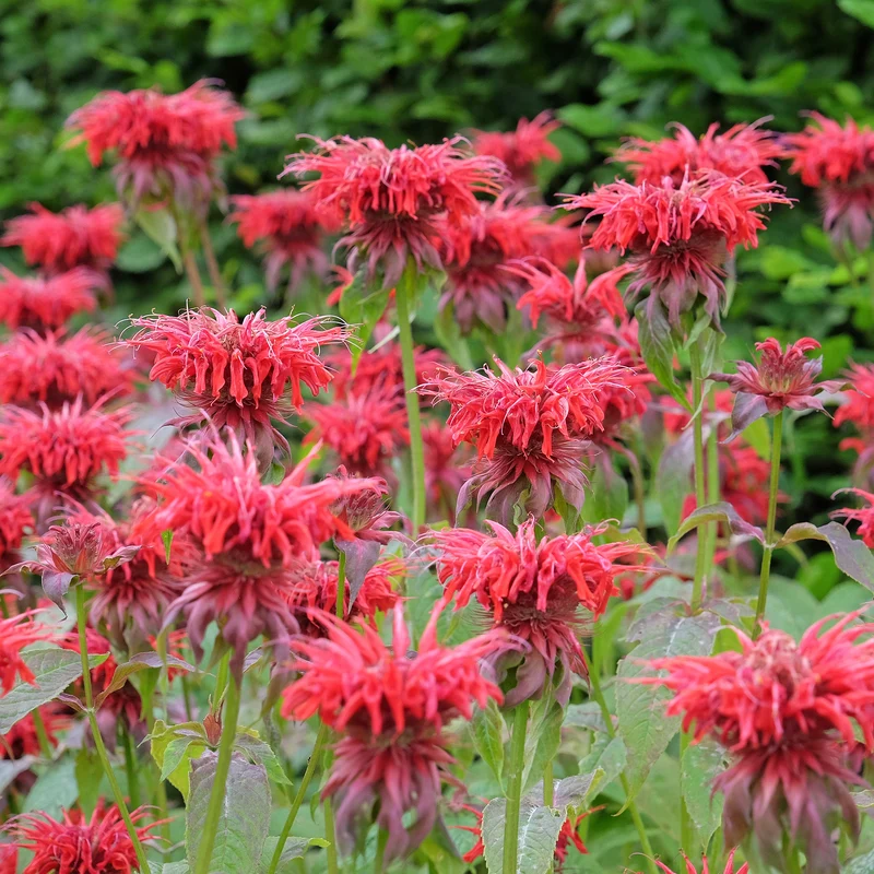 Indianernessel 'Cambridge Scarlet'