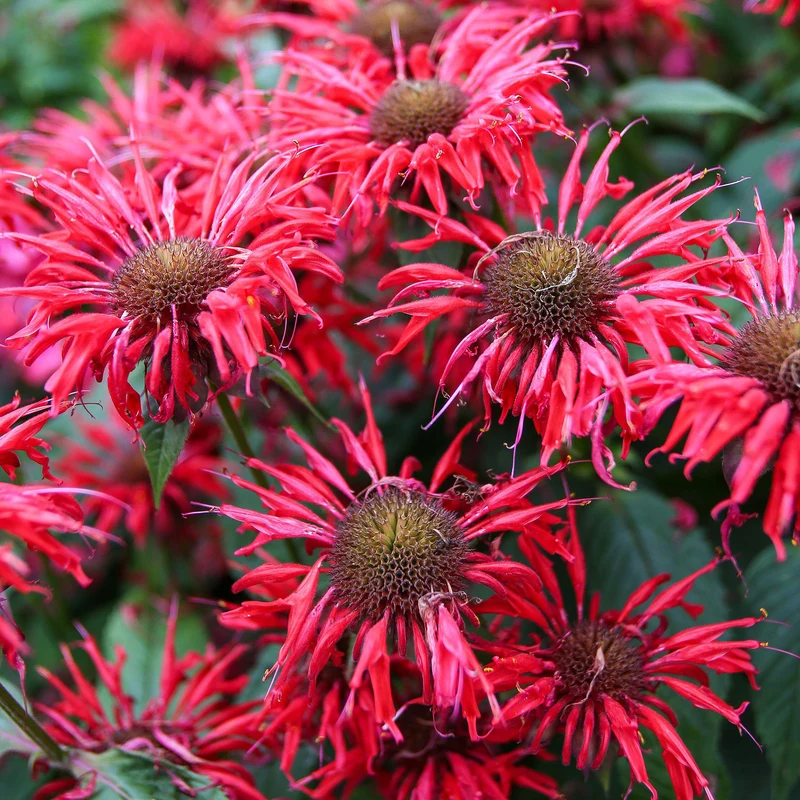 Indianernessel 'Cambridge Scarlet'