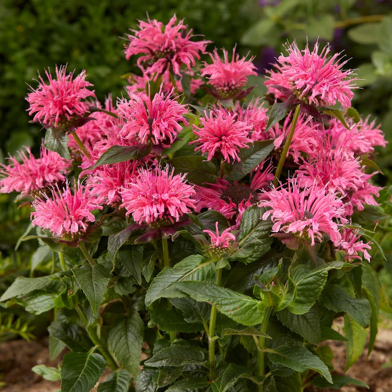Indianernessel 'Balmy Pink'