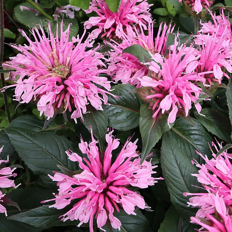 Indianernessel 'Balmy Pink'