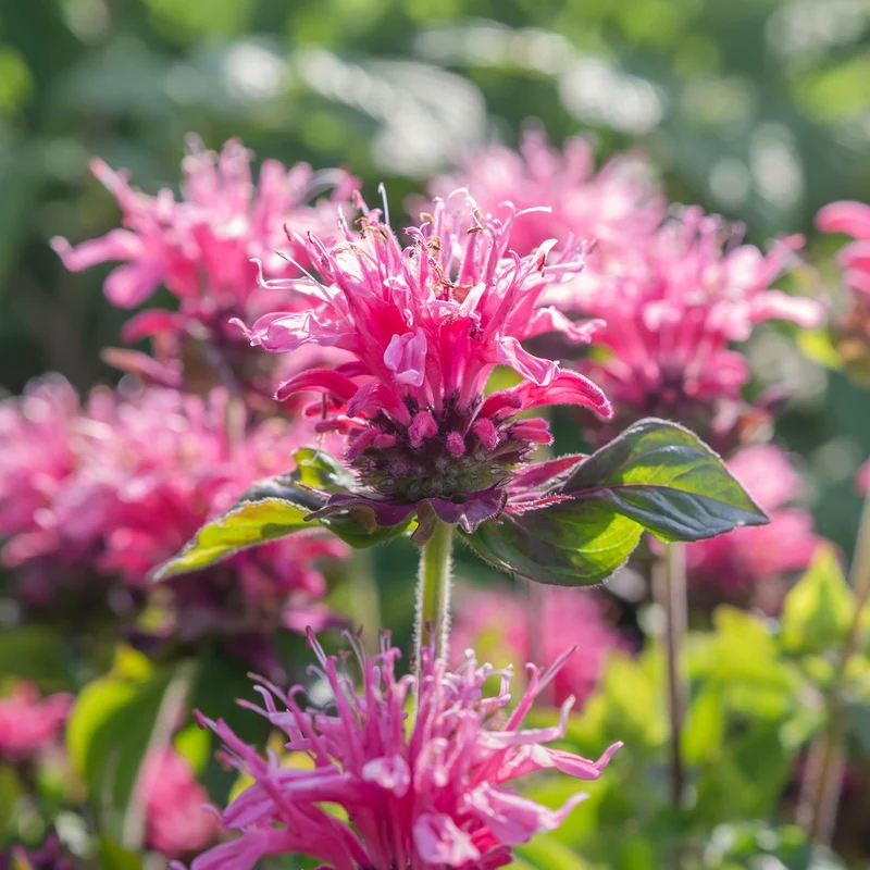 Indianernessel 'Balmy Pink'