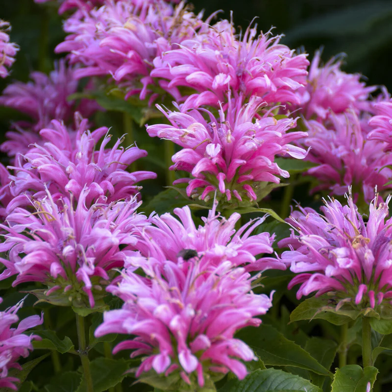 Indianernessel 'Balmy Pink'
