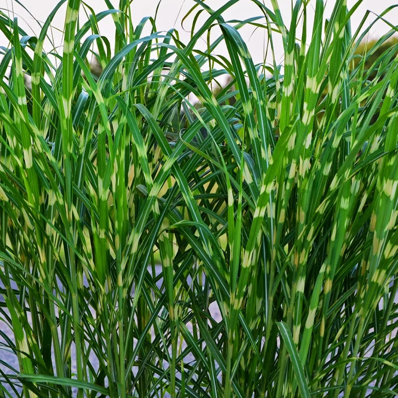Chinaschilf 'Strictus'