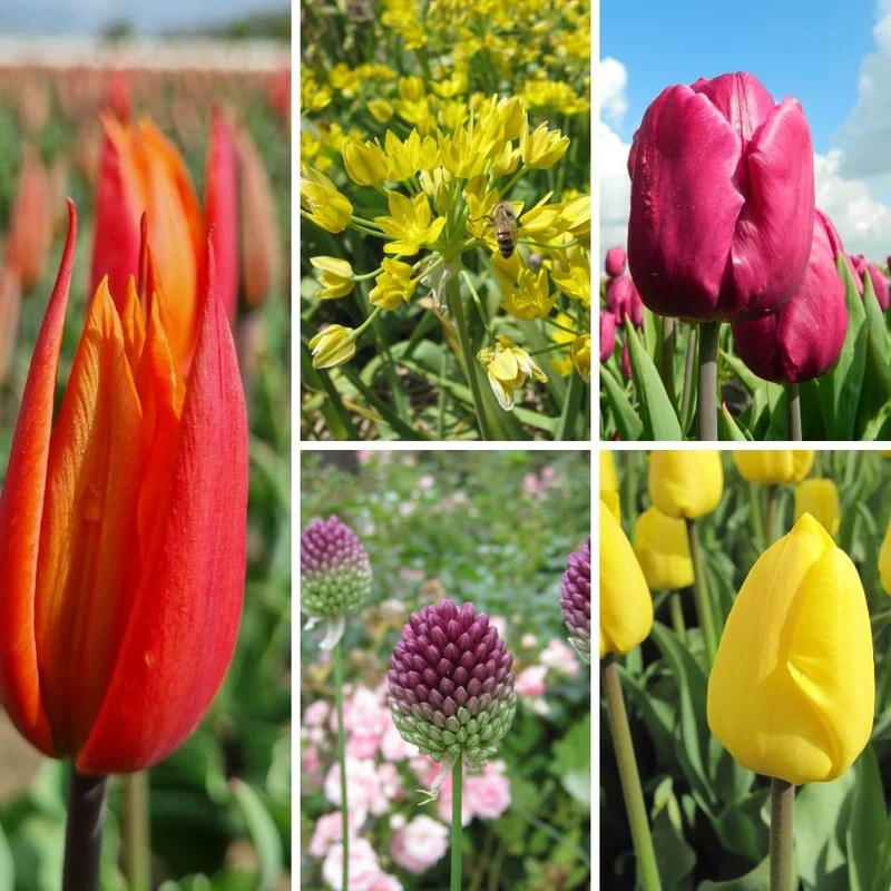 BIO Blumenzwiebel-Set 'Tulpen & Zierlauch'