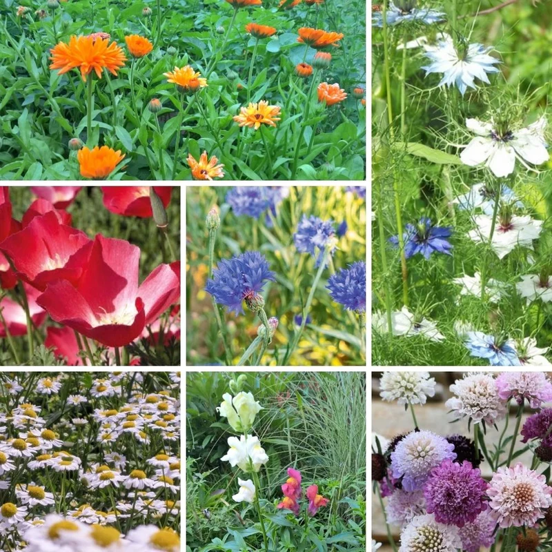 Saatgut-Set Blumenbeet – Herbstsaat für frühe Blüten