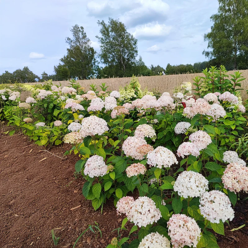 Hortensie 'Candybelle Marshmallow'