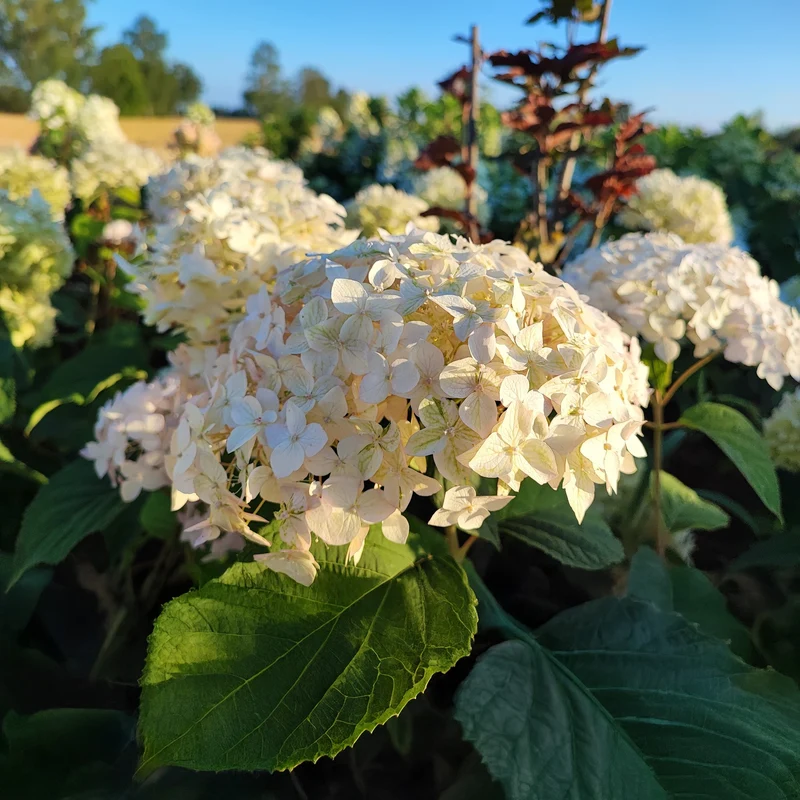 Hortensie 'Candybelle Marshmallow'